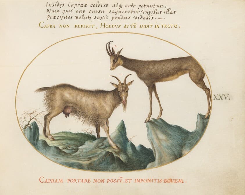 Plate 25: Two Wild Goats — Joris Hoefnagel