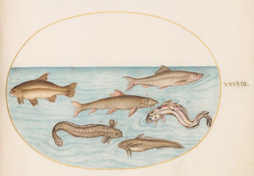 Plate 38: Burbot, Rockling, and Other Fish — Joris Hoefnagel