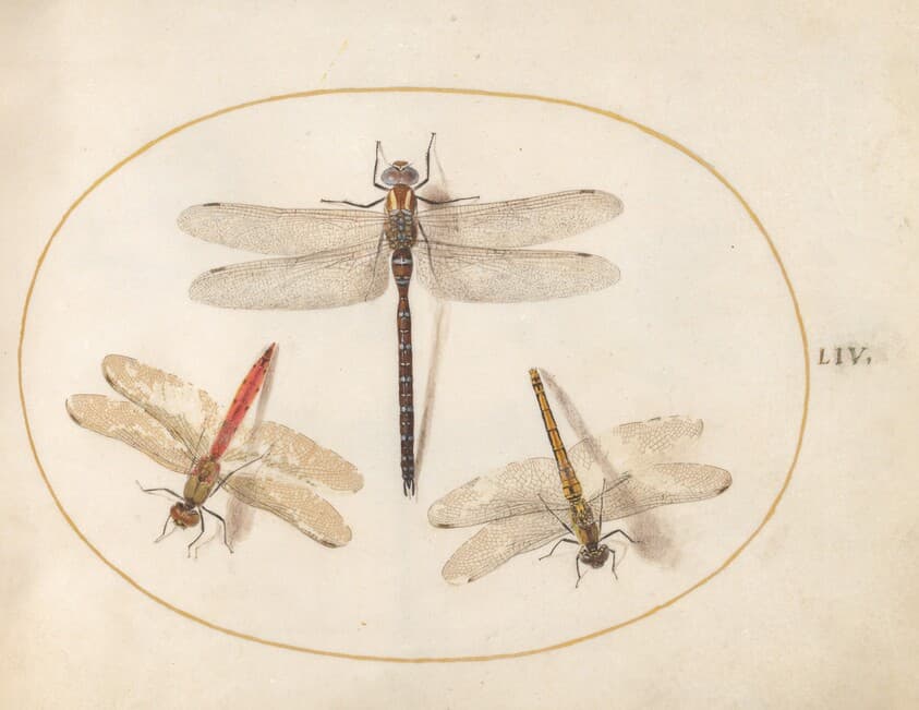 Plate 54: Hairy Dragonfly and Two Darters — Joris Hoefnagel