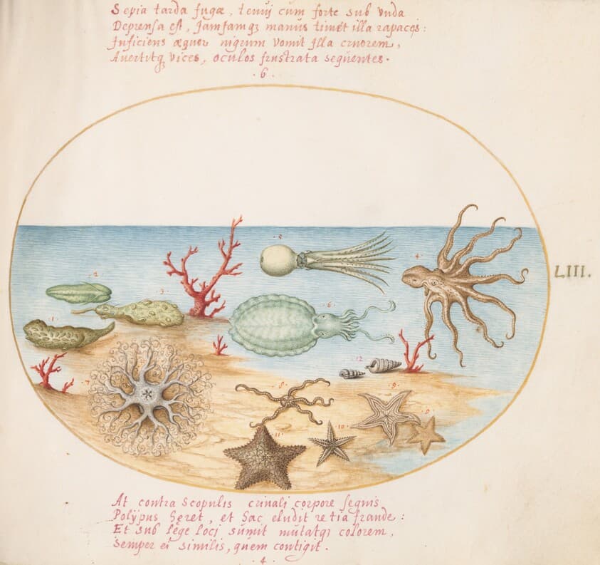 Plate 53: Sea Cucumbers, Coral, Octopus, Starfish, Squid, and Other Sea Creatures — Joris Hoefnagel