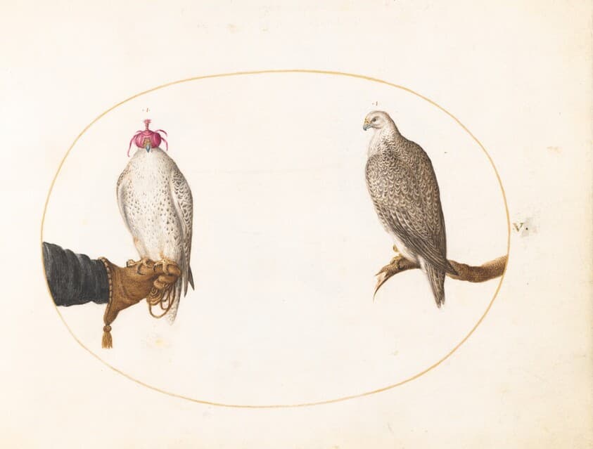 Plate 5: A Hooded Falcon and Its Wild Counterpart — Joris Hoefnagel