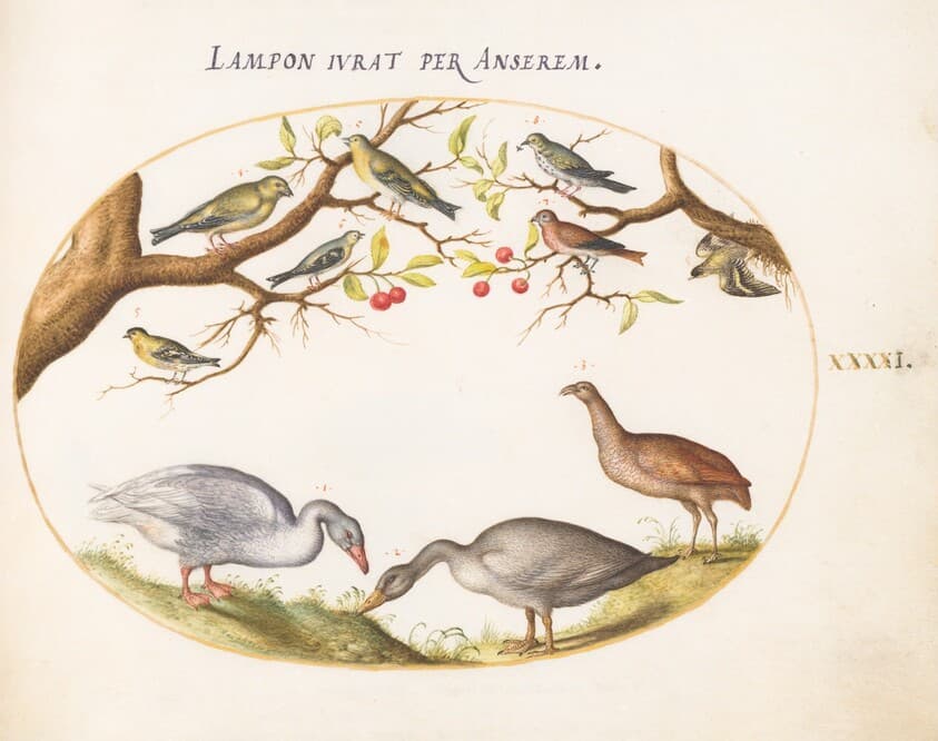 Plate 41: Two Gray Geese with Songbirds in a Cherry Tree — Joris Hoefnagel