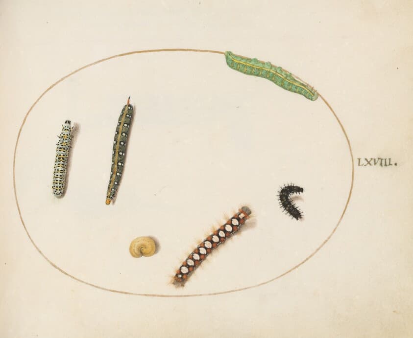 Plate 68: Leafy Spurge Hawkmoth Caterpillar, Mullein Moth Caterpillar, and Other Caterpillars — Joris Hoefnagel