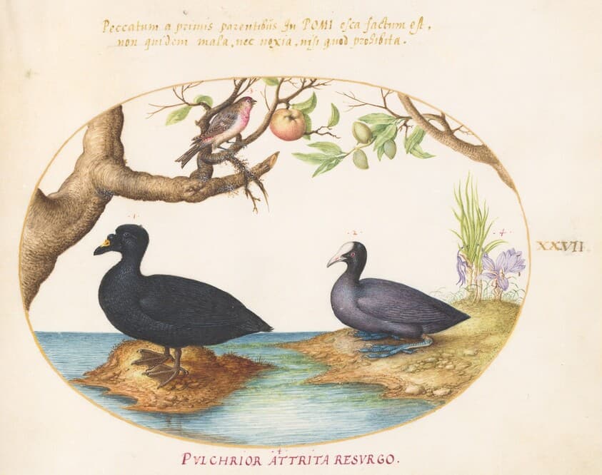 Plate 27: A Common Scoter, a Eurasian Coot, and a Rosefinch(?) — Joris Hoefnagel