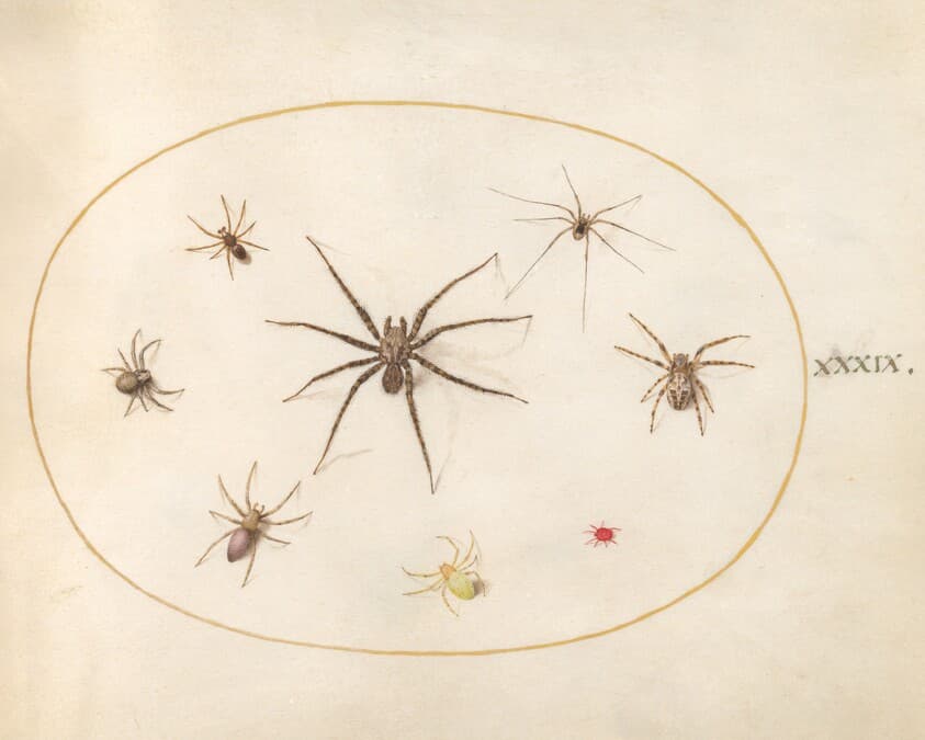 Plate 39: Eight Spiders — Joris Hoefnagel