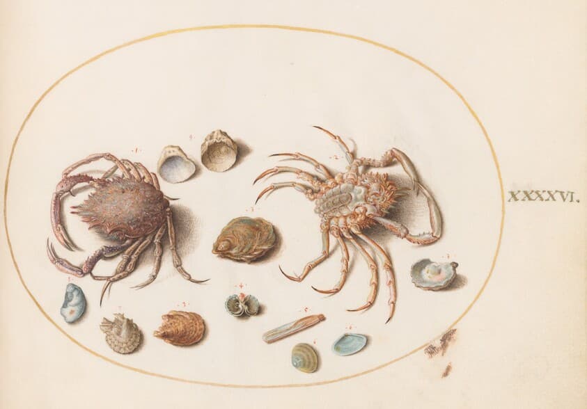 Plate 46: Two Crabs with Seashells — Joris Hoefnagel