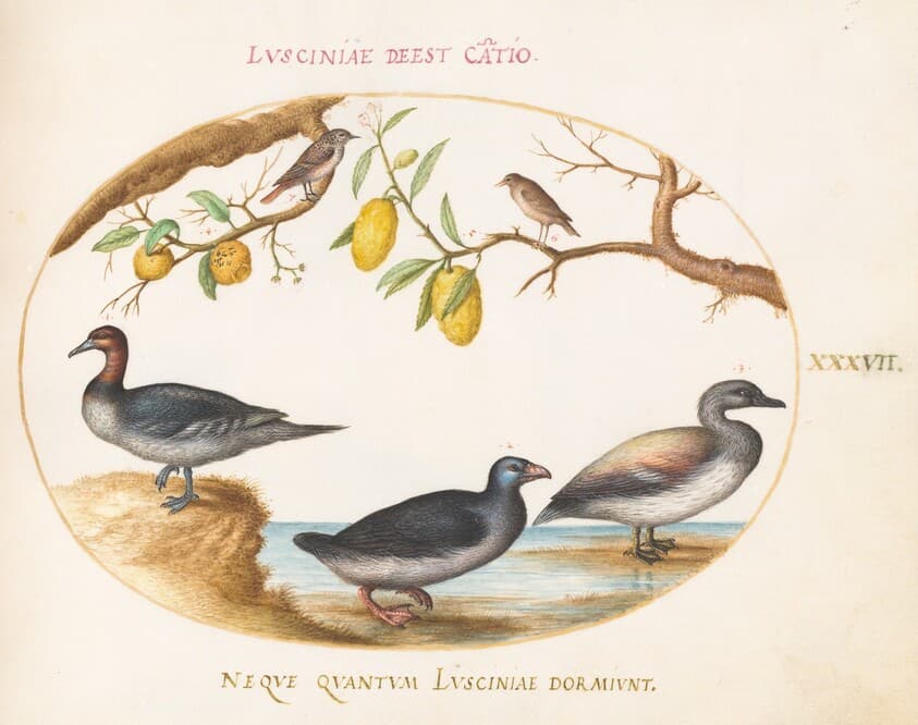 Plate 37: Three Waterfowl with Two Nightingales(?)  Perched in Citrus Trees — Joris Hoefnagel
