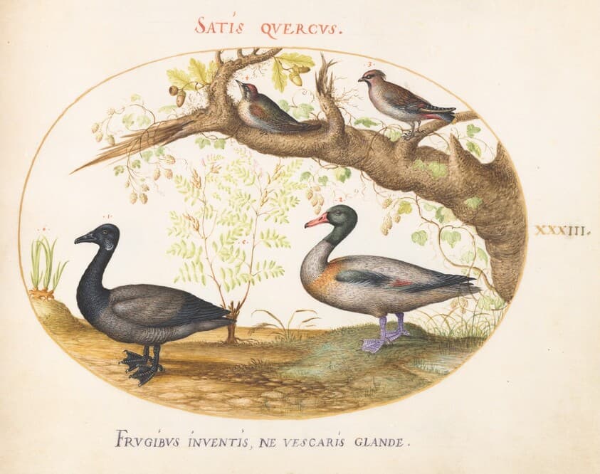 Plate 33: A Pair of Bohemian Waxwings, a Shelduck(?), and a Brant Goose with a Ginger Plant — Joris Hoefnagel