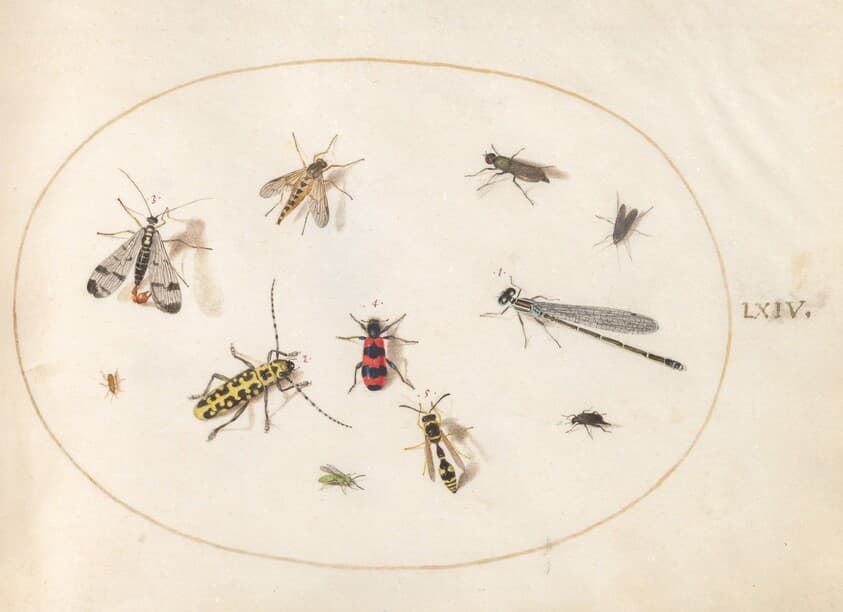 Plate 64: Eleven Insects, Including a Dragonfly and Longhorn Beetle — Joris Hoefnagel