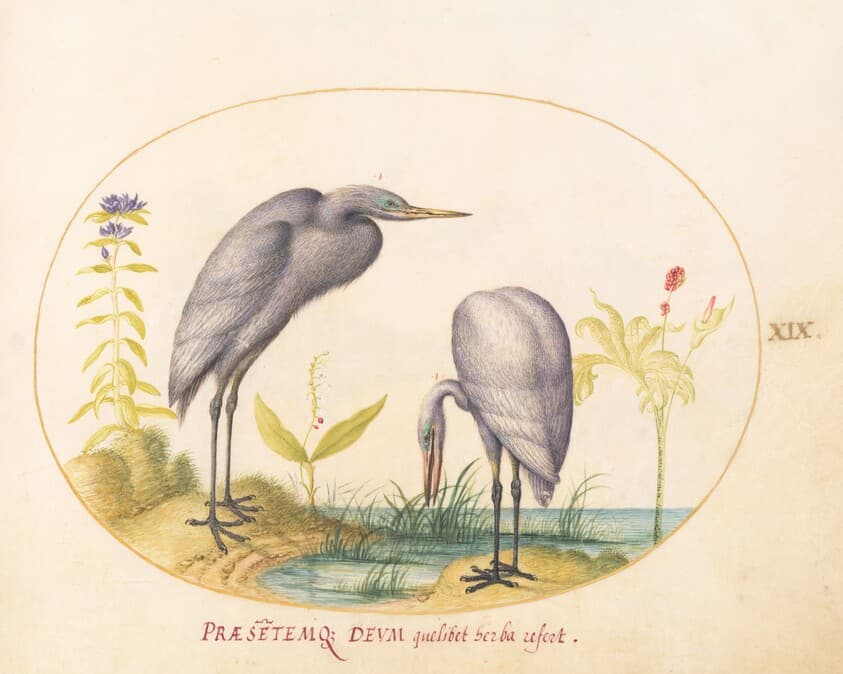 Plate 19: Two Great Egrets with Green Breeding Masks — Joris Hoefnagel
