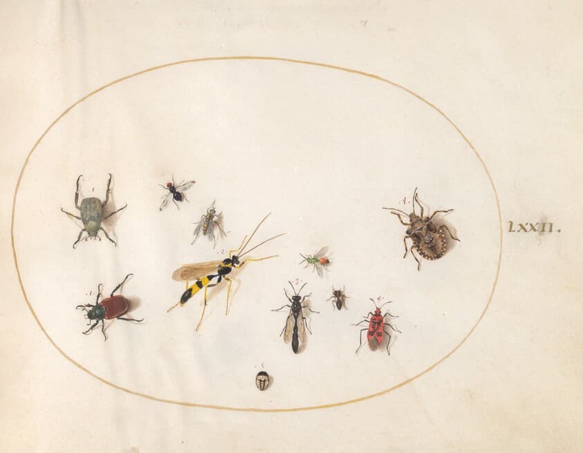 Plate 72: Shield Bug, Cinnamon Bug, Wasp, and Other Insects — Joris Hoefnagel