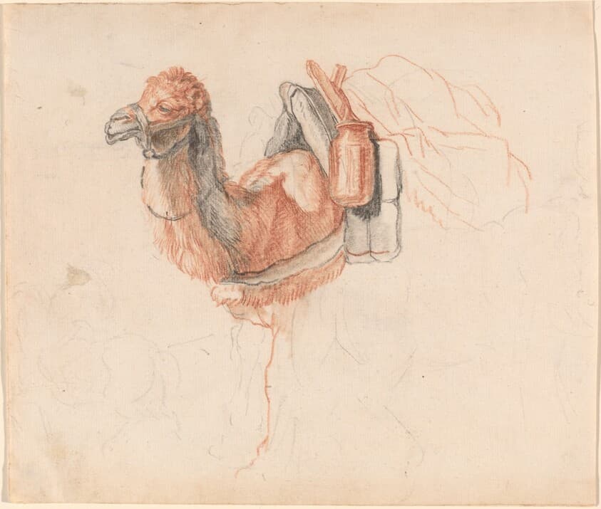 Camel — Johann Rudolph Schellenberg