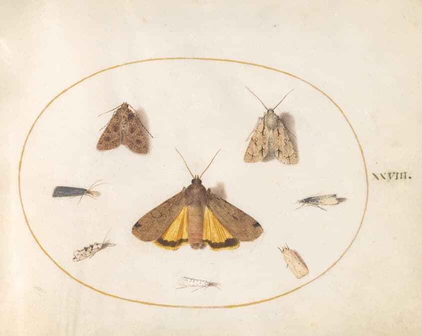 Plate 28: Eight Moths, Including a Large Yellow Underwing and Grey Dagger — Joris Hoefnagel