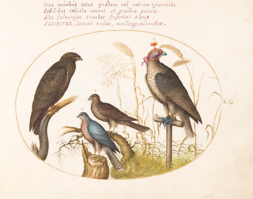 Plate 6: Four Birds of Prey, Including a Sparrowhawk(?) — Joris Hoefnagel