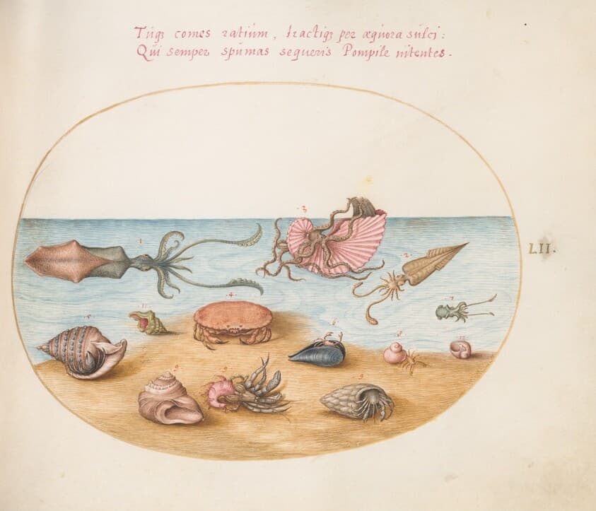 Plate 52: An Argonaut, Squid, Hermit Crabs, Shells, and a Crab — Joris Hoefnagel