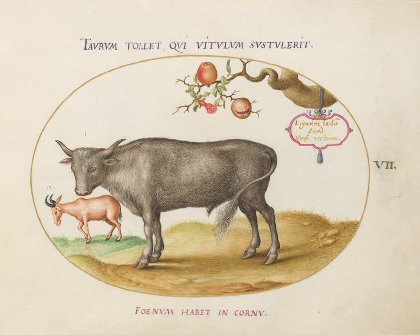 Plate 7: A Bull and a Horned Animal — Joris Hoefnagel