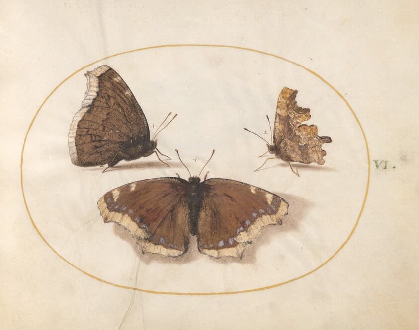 Plate 6: Two Views of a Mourning Cloak (Camberwell Beauty) Butterfly with a Comma Butterfly — Joris Hoefnagel