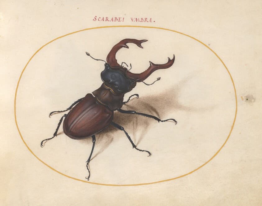 Plate 5: Stag Beetle — Joris Hoefnagel