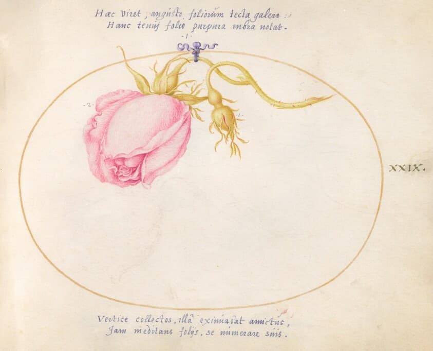Plate 29: Pink Rose and Rosebud — Joris Hoefnagel