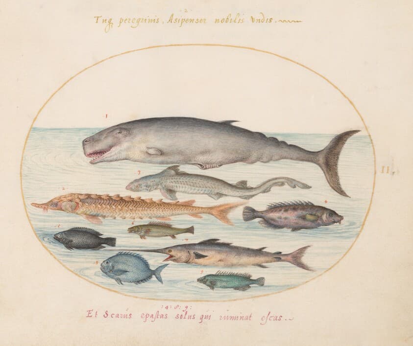Plate 2: Sperm Whale, Sturgeon, Shark, and Other Fish — Joris Hoefnagel