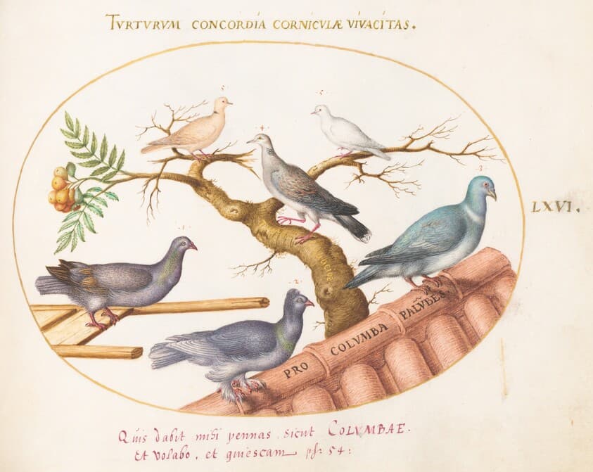 Plate 66: Doves and Pigeons — Joris Hoefnagel