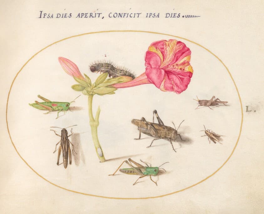 Plate 50: Grasshoppers, a Caterpillar, and a Scale Insect with a Four O'Clock Flower — Joris Hoefnagel