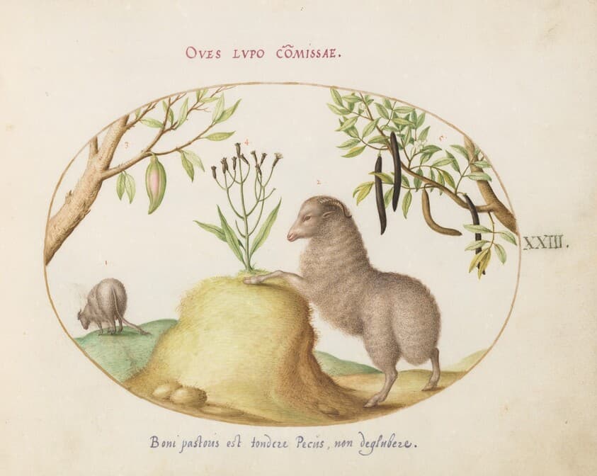 Plate 23: A Fat-Tailed Sheep, a Sheep with a Long Tail, a "Cassia purgatrix,"and Other Plants — Joris Hoefnagel