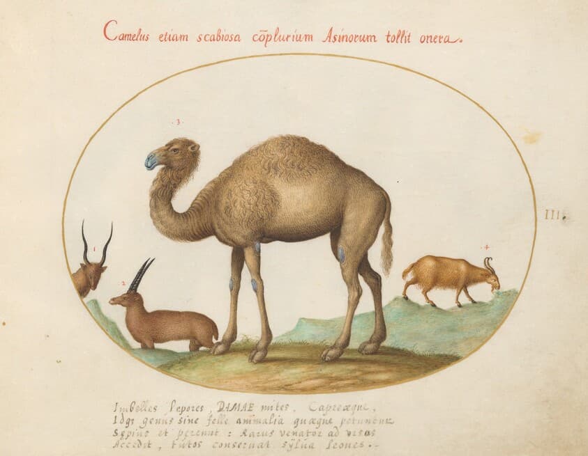Plate 3: Camel, Ibex, and Goat — Joris Hoefnagel