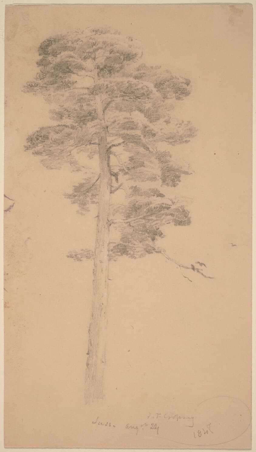 Pine Tree — Jasper Francis Cropsey