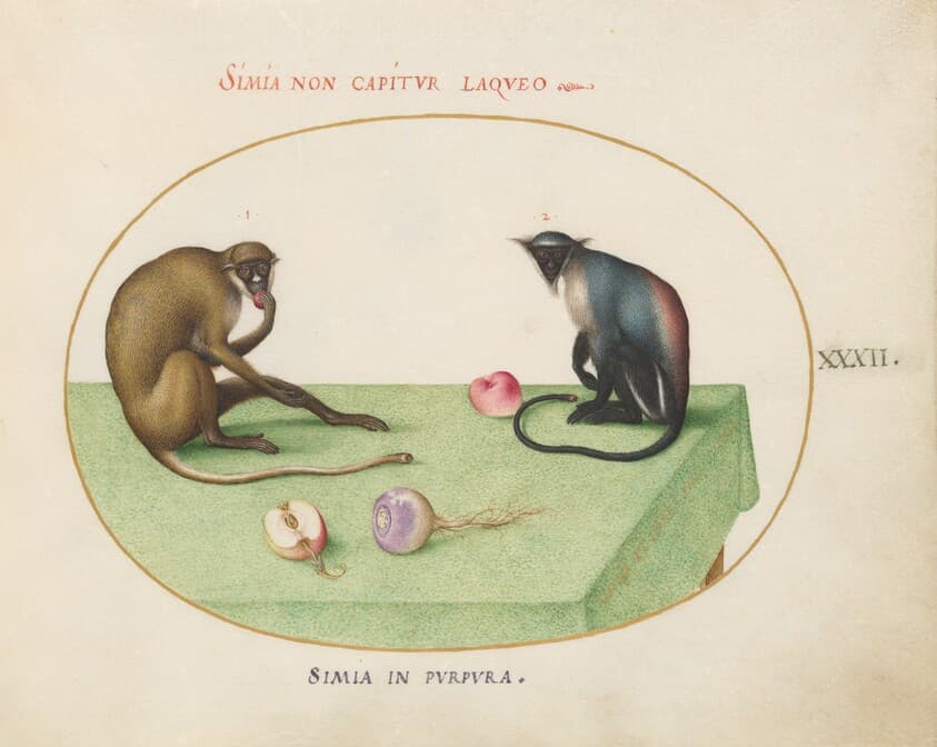 Plate 32: Two Monkeys on a Table — Joris Hoefnagel