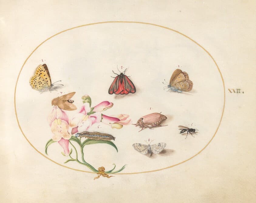 Plate 22: A Cinnabar Moth and a Cockchafer with Butterflies, other Insects, and a Snapdragon — Joris Hoefnagel
