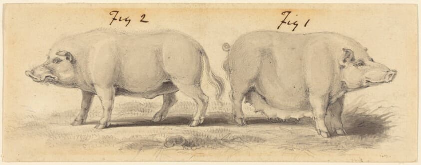Two Chinese Pigs — Samuel Howitt
