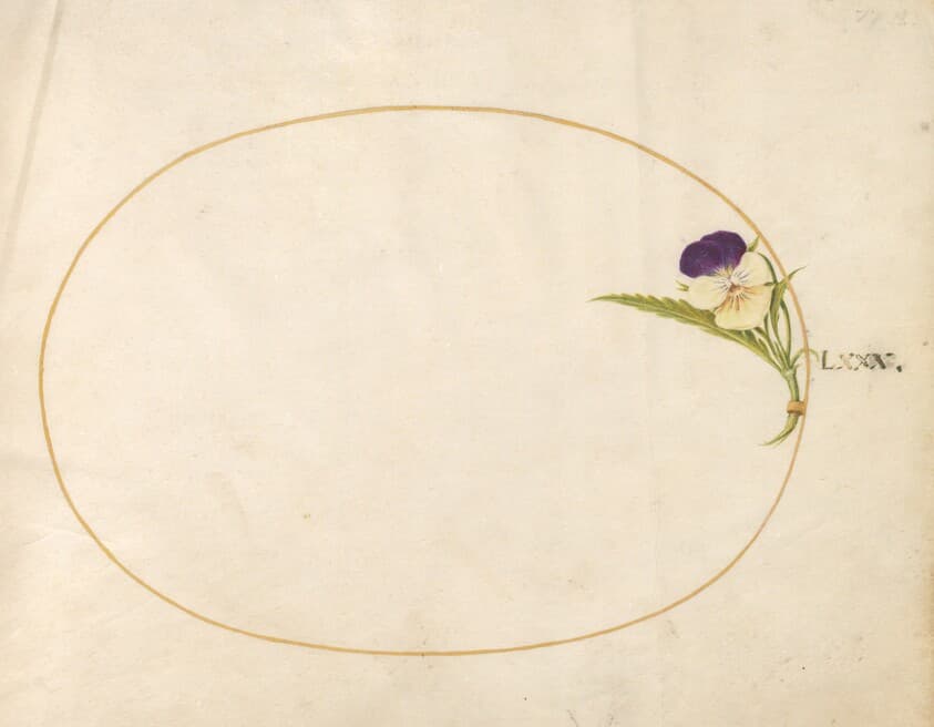 Plate 80: Purple and Yellow Viola — Joris Hoefnagel