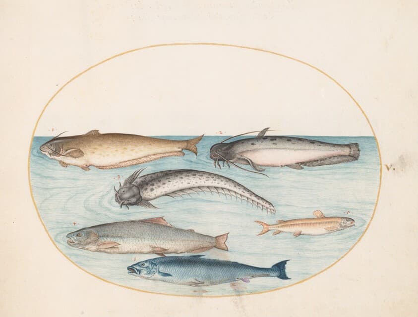 Plate 5: Three Catfish, a Salmon, and Two Other Fish — Joris Hoefnagel