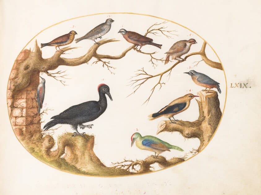Plate 69: Black Woodpecker, European Green Woodpecker, Nuthatch, and Other Birds — Joris Hoefnagel