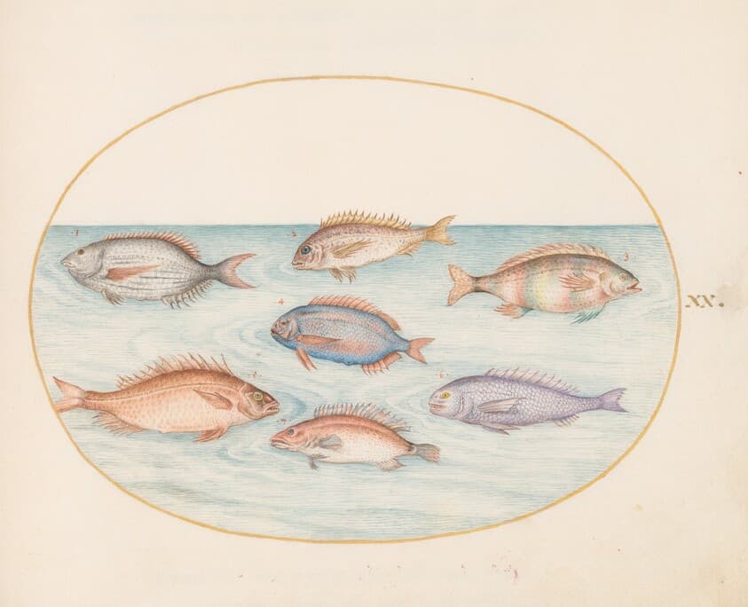 Plate 20: Sea Bream, Dentex, Sargo, and Other Fish — Joris Hoefnagel
