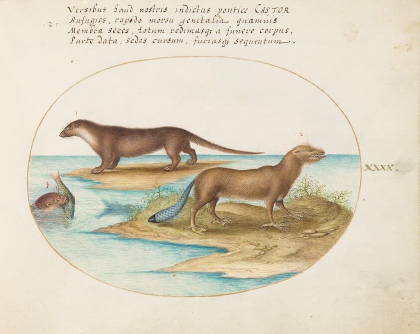 Plate 40: Two Otters and a Beaver — Joris Hoefnagel