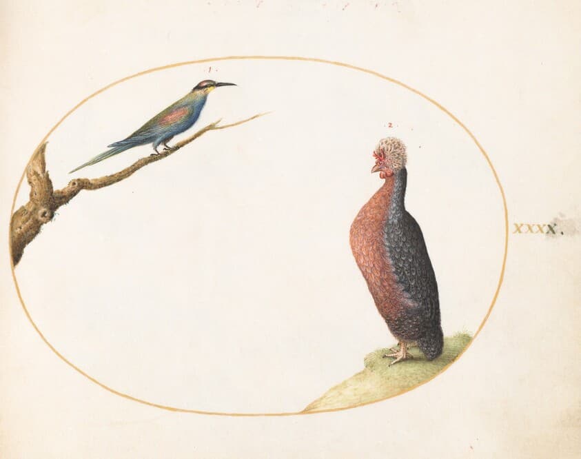 Plate 40: European Bee-Eater and Exotic Chicken — Joris Hoefnagel