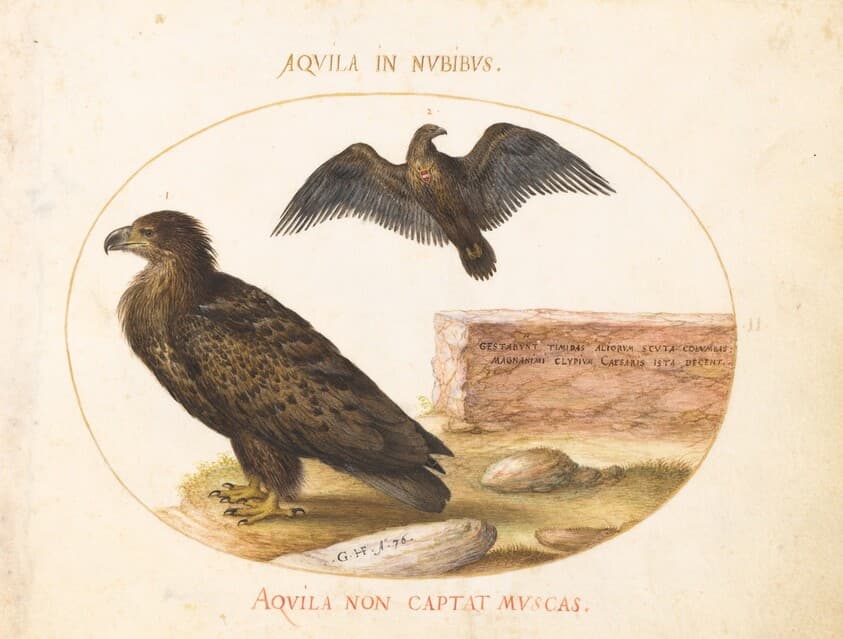 Plate 2: Two Eagles — Joris Hoefnagel