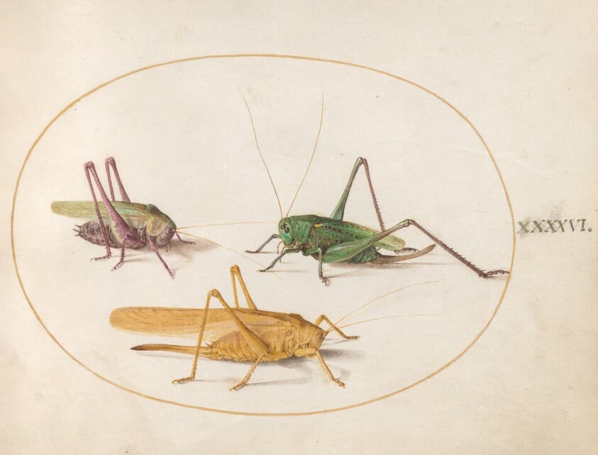 Plate 46: Three Grasshoppers — Joris Hoefnagel