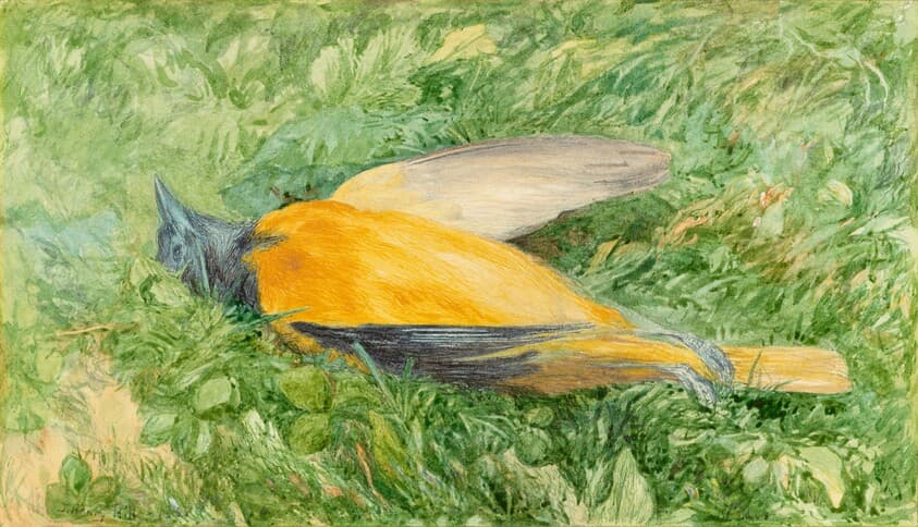Golden Robin (Northern Oriole) — John Henry Hill