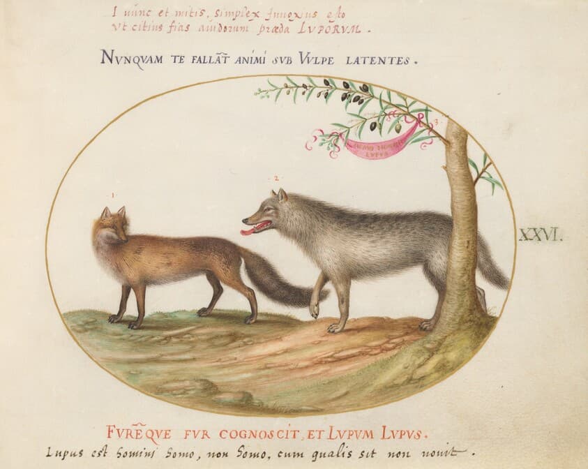 Plate 26: A Red Fox and a Wolf — Joris Hoefnagel