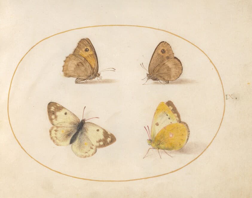 Plate 9: Meadow Brown, Gatekeeper, Clouded Yellow, and Bath White Butterflies — Joris Hoefnagel