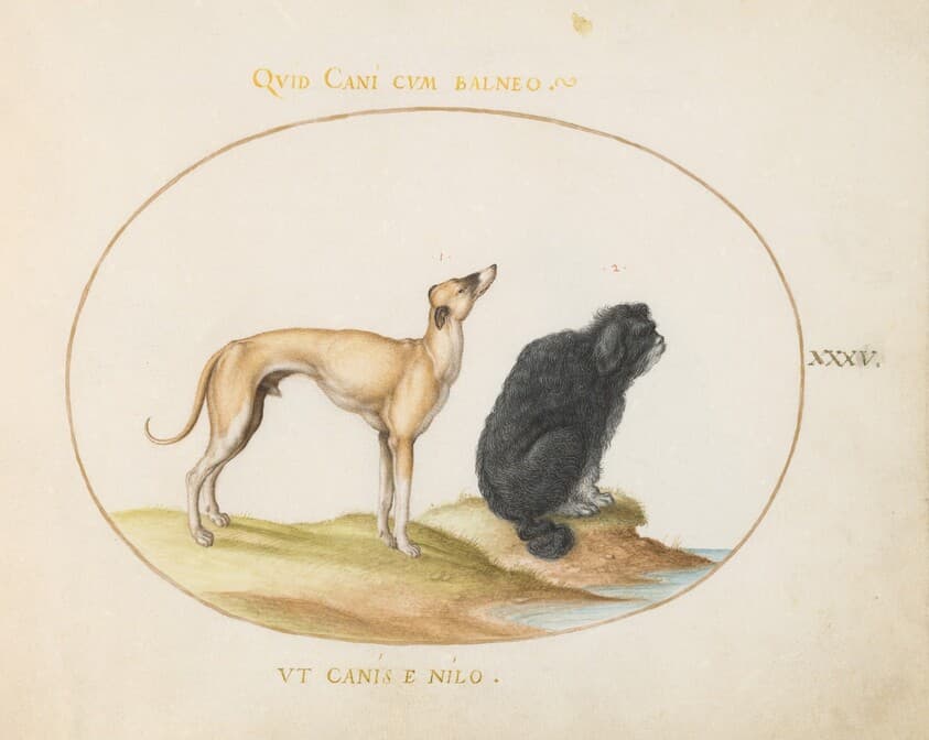 Plate 35: A Hound and a Water Spaniel — Joris Hoefnagel