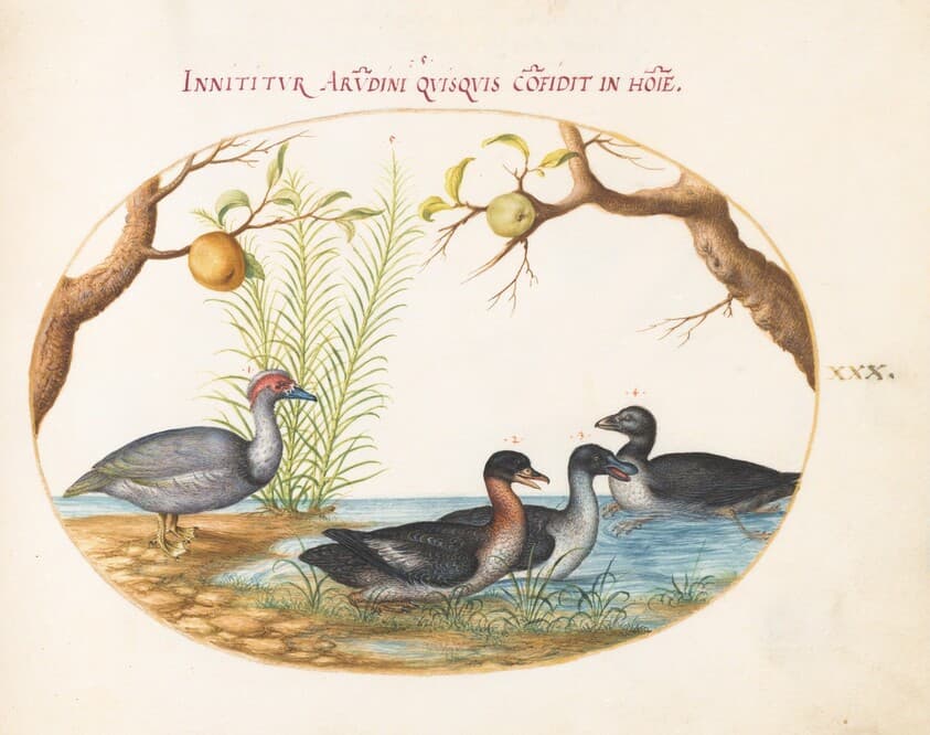 Plate 30: A Muscovy(?) Duck, a Four-Legged Duck, and Two Other Birds — Joris Hoefnagel