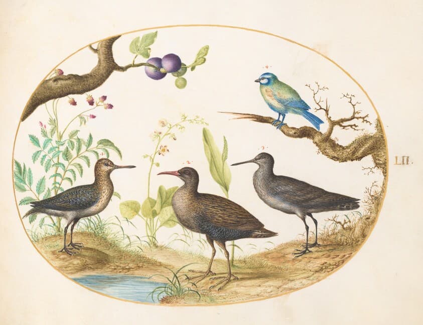 Plate 52: Blue Tit with Three Wading Birds and a Fig Tree — Joris Hoefnagel