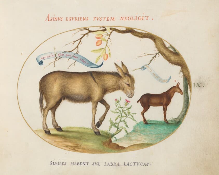Plate 9: A Donkey and a Mule — Joris Hoefnagel