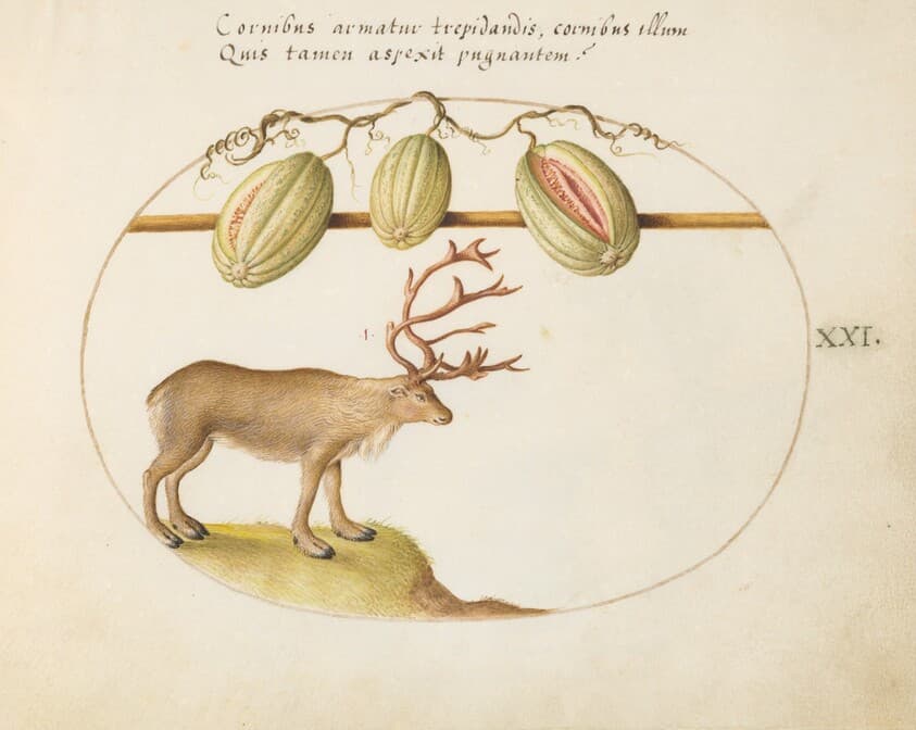 Plate 21: Reindeer with Melons — Joris Hoefnagel