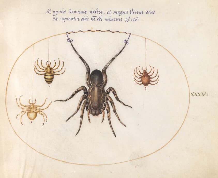 Plate 35: A Tarantula Wolf Spider(?) and Three Other Spiders — Joris Hoefnagel
