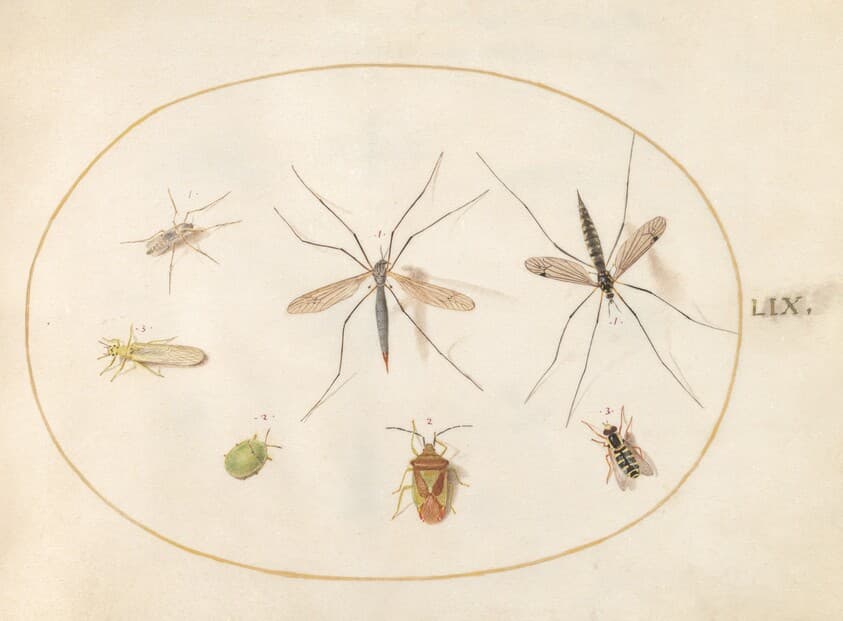 Plate 59: Seven Insects, Including a Hawthorn Shield Bug, Crane Flies, and a Hoverfly — Joris Hoefnagel